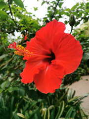 red hibiscus flower