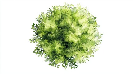 Fototapeta premium Watercolor Blooming Tree Top View Isolated on White Background for Landscape and Architecture Drawing