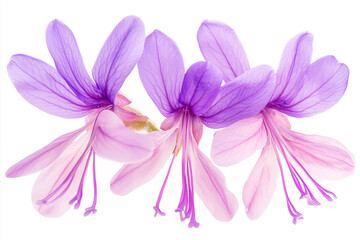 purple flower isolated on white background