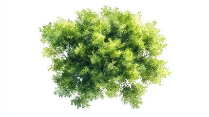 Fototapeta premium Watercolor Green Tree Top View for Landscape Layout Plan and Architecture Drawing