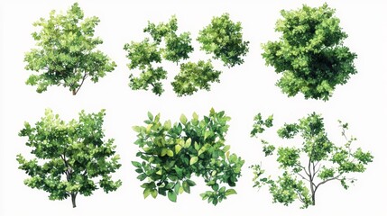 Obraz premium Green Tree Plants for Landscape Elevation and Background Environment Concept Design
