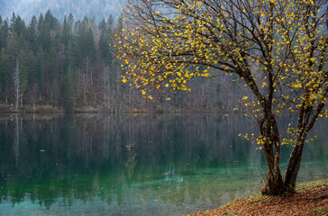 Fototapeta premium Yellow autumn tree leaves hanging over tranquil lake in the alps
