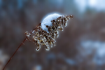 Seeds of wild, forest flowers spend the winter under a white cap of snow Flowers of Winter