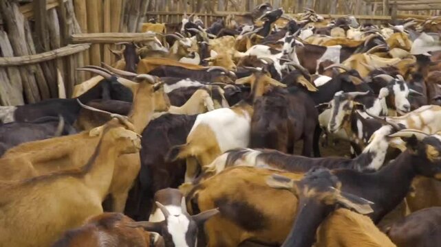 Granja de Cabras, orde&ntilde;o, goat farm, milking milk
