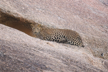 Leopard at Jawai Rajasthan 