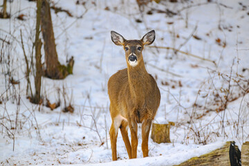 Whitetail deer during a snowy winter in Windsor in Upstate NY. Deer brave the cold and snow here in...