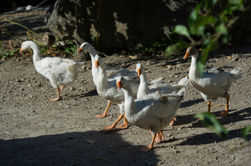 flock of Domestic goose on a meadow in a farm, Sardinia, Italy