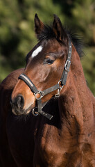 Portret młodego ogiera na tle jesiennej zieleni © kubikactive