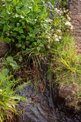 Levada lined by greenery, Madeira, Portugal