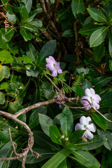 Impatiens blooming in the nature, Madeira, Portugal