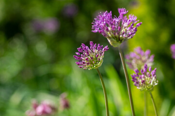 Allium hollandicum persian onion dutch garlic purple sensation flowering plant, ornamental flowers in bloom