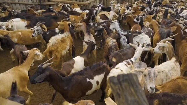 Granja de Cabras, orde&ntilde;o, goat farm, milking milk