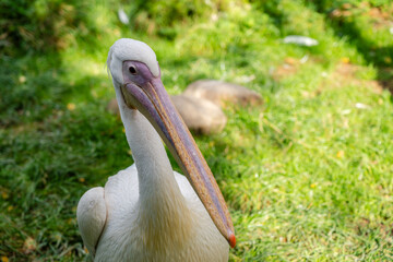 Cool view on white pelican walking under the sun