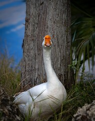 Fototapeta premium Goose looking