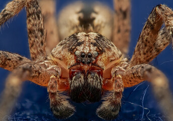 Männliche Nosferatu-Spinne (Zoropsis spinimana)