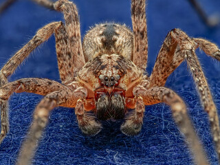 Männliche Nosferatu-Spinne (Zoropsis spinimana)