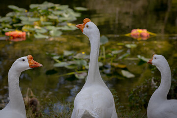 3 gooses 