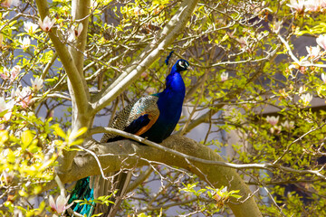 Peacock sitting on a tree in the park