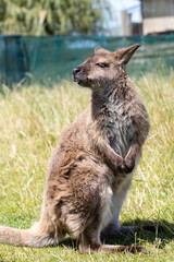 Cute fluffy wallaby in the park. Marsupial mammals. Australia