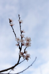  A beautiful spring branch of a blossoming tree covered with soft pink flowers. symbolizing growth, hope, and the arrival of spring.