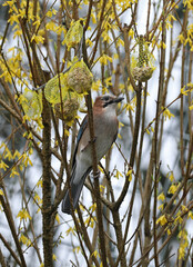 Eurasian jay Garrulus glandarius in a bush and eating