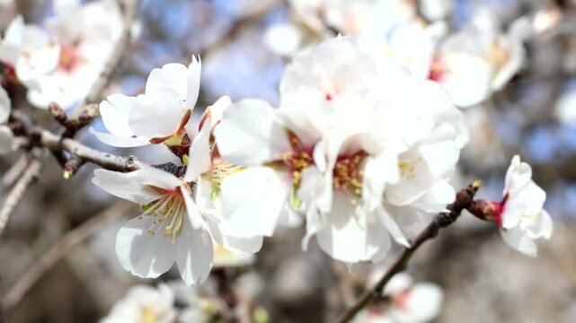 almendro floracion blanca flor moviendose 