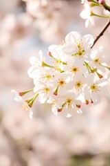 Obraz premium A cluster of delicate white cherry blossoms with yellow centers blooms on a branch against a soft, blurred background.