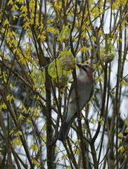 Eurasian jay Garrulus glandarius in a bush and eating