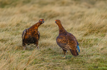 Red Grouse, Scientific name Lagopus Lagopus.  Two male Red Grouse in Winter, squaring up to establish territory before the breeding season commences. Swaledale, Yorkshire Dales, UK. Horizontal.