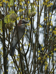 Eurasian jay Garrulus glandarius in a bush and eating