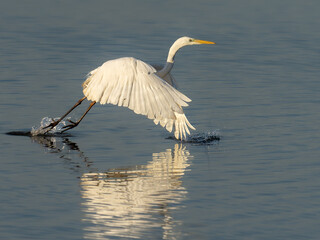 Silberreiher startet aus dem Flachwasser