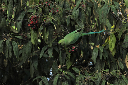 Ring-necked parakeet sitting in a bush