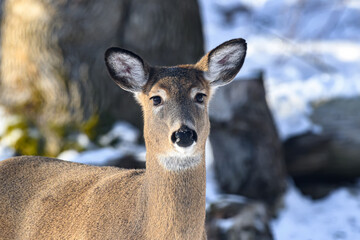 Whitetail deer during a snowy winter in Windsor in Upstate NY. Deer brave the cold and snow here in woods around our home.