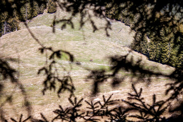 Grassy Hillside with Lone Animal Framed by Tree Branches