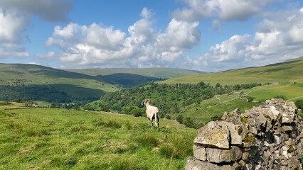 A single Dalesbred sheep taking in the view of the stunning Upper Wharfedale Valley. This breed of sheep is famed within the Yorkshire Dales National Park - Nr Buckden, North Yorkshire, UK