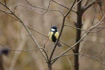 Fototapeta premium Titmouse in the winter in the forest