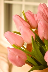 Pink delicate tulips in spring