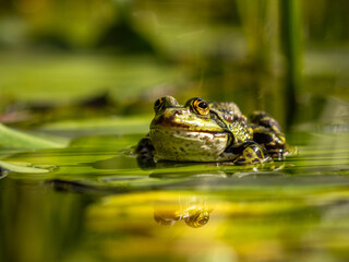 Teichfrosch auf Seerosenblatt
