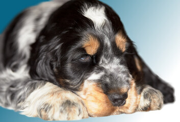Portrait. English cocker spaniel puppy. Boy. Age 2 months. The color of the blue roan and tan. In the background there is a beautiful gradient background.