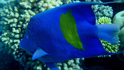 Yellowbar angelfish or yellowblotch angelfish (Pomacanthus maculosus) undersea, Red Sea, Egypt, Sharm El Sheikh, Montazah Bay