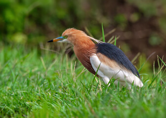 Portrait of an adult Javan pond heron (Ardeola speciosa) in breeding plumage in its natural habitat