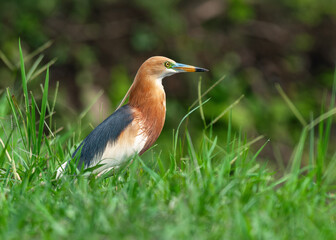 Portrait of an adult Javan pond heron (Ardeola speciosa) in breeding plumage in its natural habitat