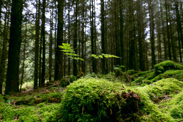 Moss covers a forest floor; a small fern grows from the moss. The forest is dark and dense with...