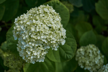 Hydrangea inflorescence (lat. Hydrangea). Hydrangea blooms in the garden.