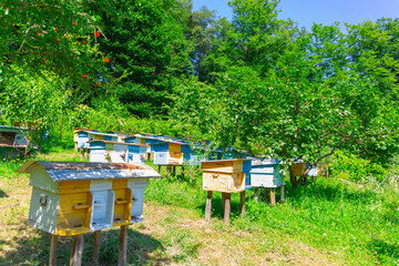 Apiary  in the foothills of the Caucasus