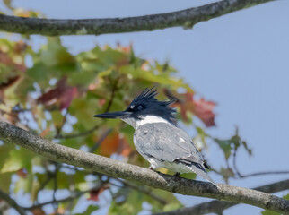 Obraz premium Belted Kingfisher bird in a tree with colourful leaves behind and blue sky