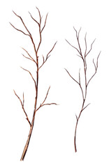 Watercolor hand-painted illustrations of dry branches on a transparent background. Nature elements.