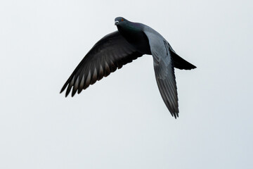 Rock Pigeon (Columba livia), commonly found in urban areas worldwide, Bull Island, Dublin