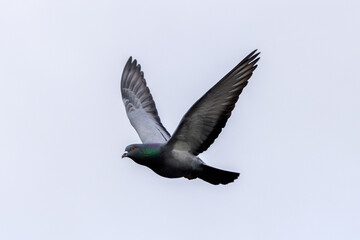 Rock Pigeon (Columba livia), commonly found in urban areas worldwide, Bull Island, Dublin