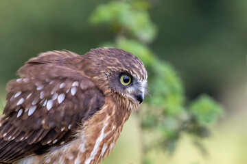 Morepork Owl (Ninox novaeseelandiae) - Native to New Zealand and Australia